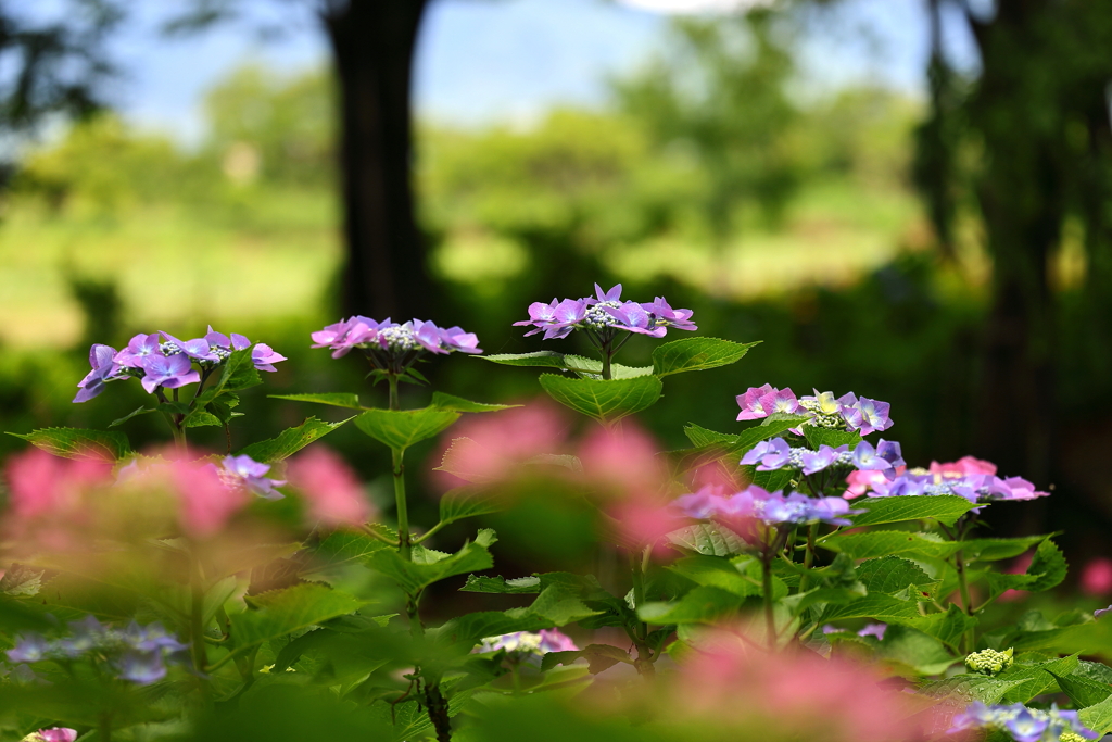 紫陽花 2