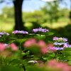 紫陽花 2