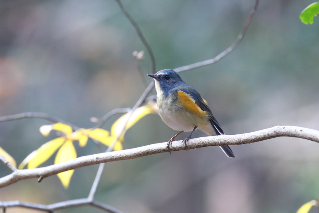 幸せの青い鳥
