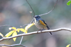 幸せの青い鳥