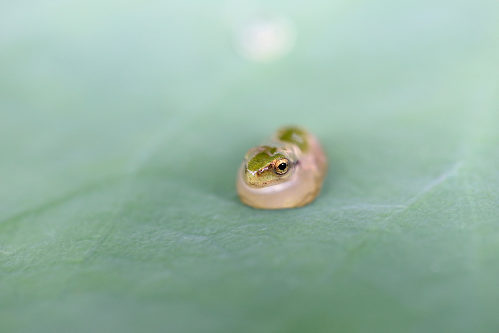 ケロのにぎりひとつくださいな、