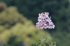 何の花やろ？？？