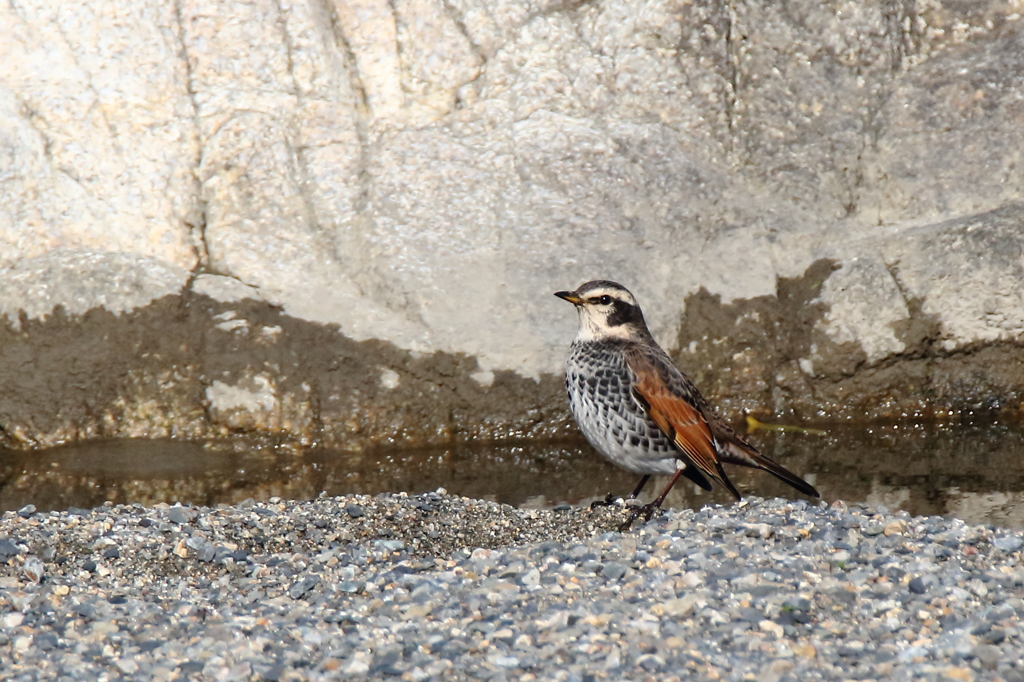 この子はだあれ？