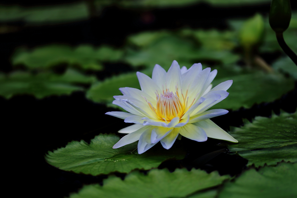 華麗に咲く