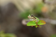 温室ケロ