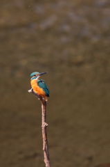 いつもの止まり木