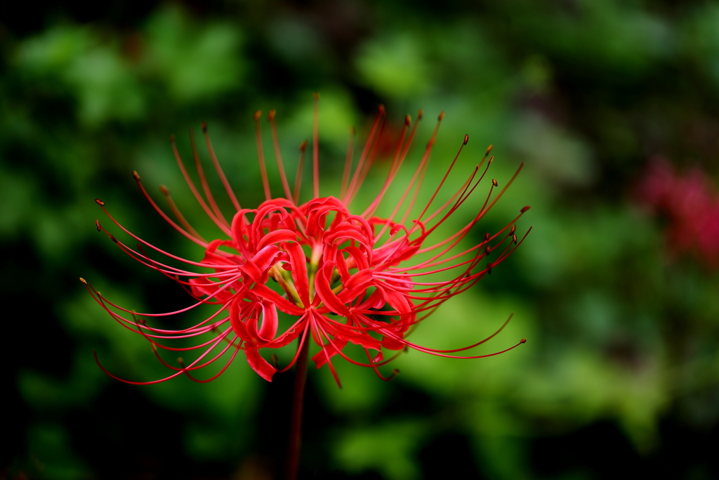 曼珠沙華 2