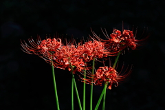 彼岸花