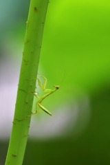 お散歩