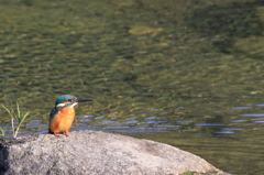 水浴び後の休息