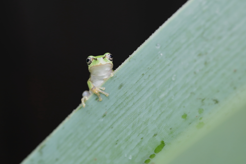 うむ？