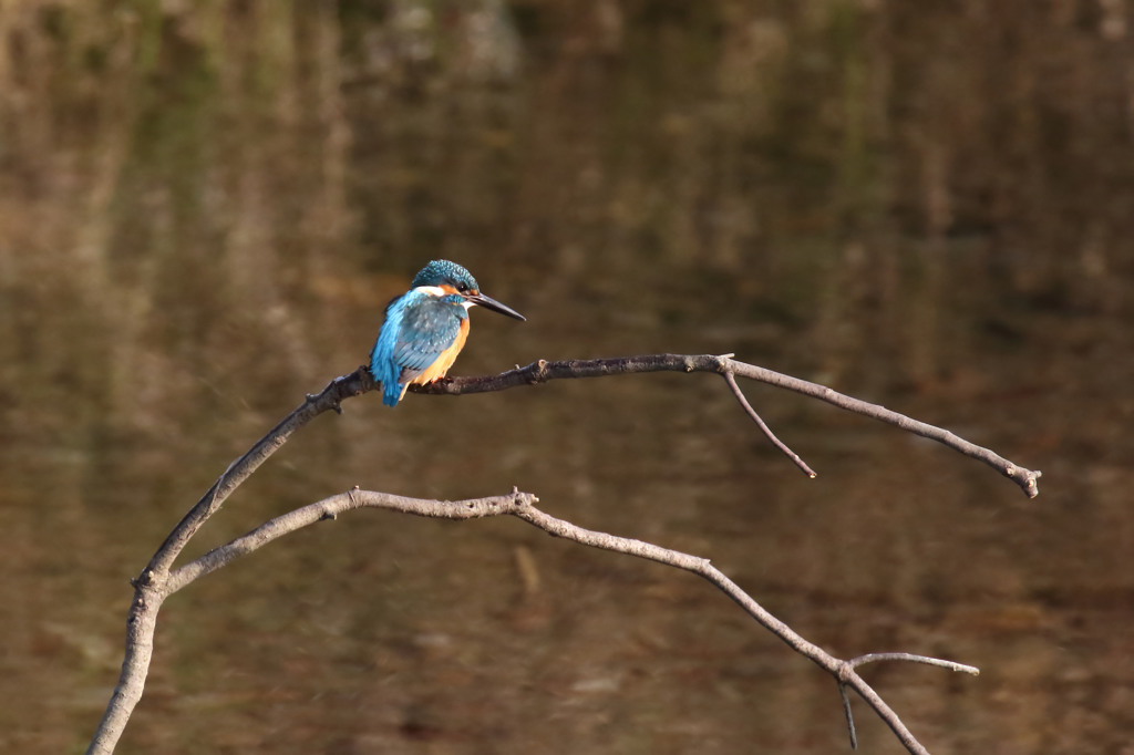 止まり木 鹿角くん ２