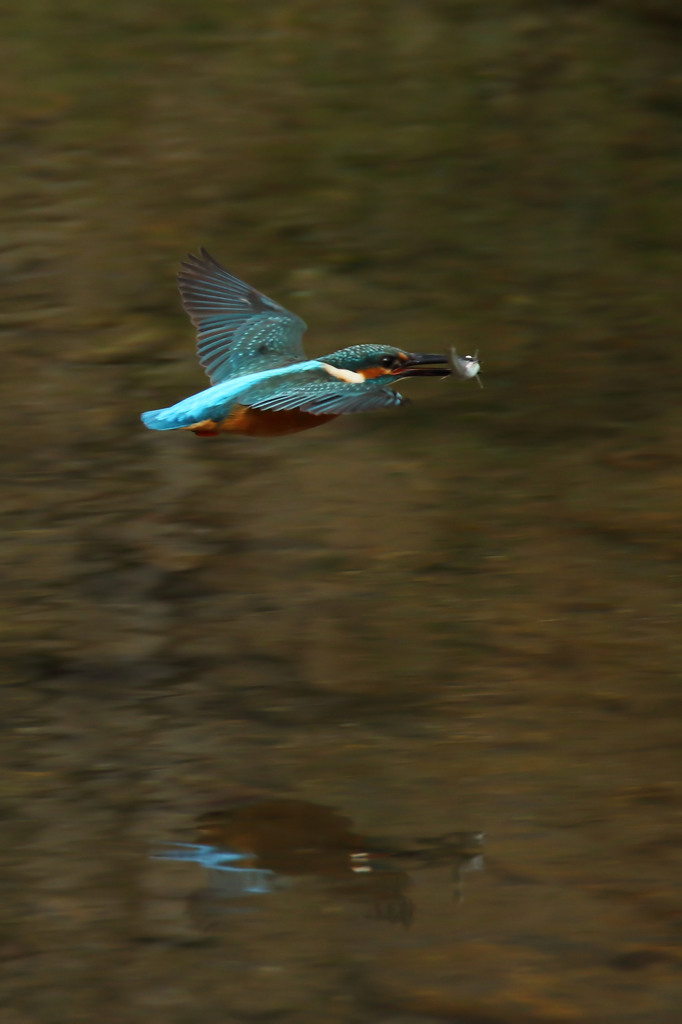 獲ってお帰り中