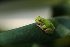 温室のケロ