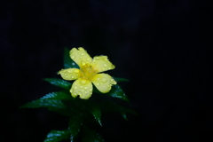 雫