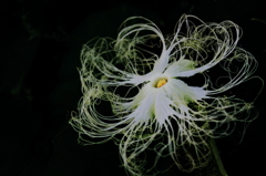 メドーサ・・・(^^;)