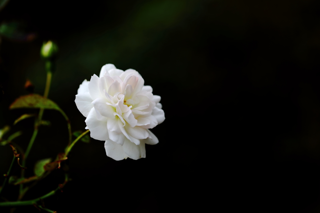 薔薇の香