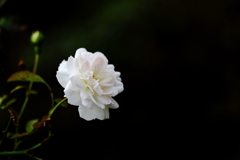 薔薇の香