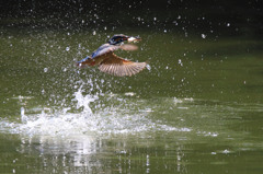 カワセミ　5-5