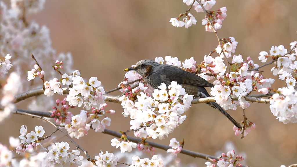 桜とヒヨ