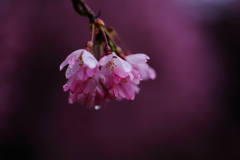 しっとり桜色 1