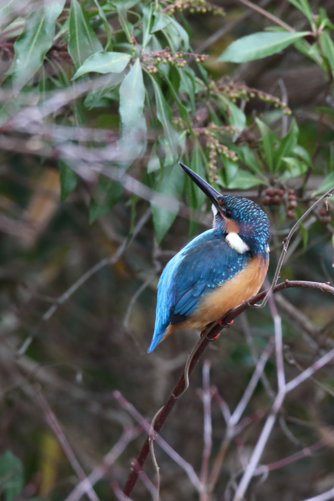 ちょっと見返り・・・