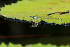 水鏡