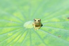チビケロ 1