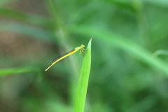 キイト君