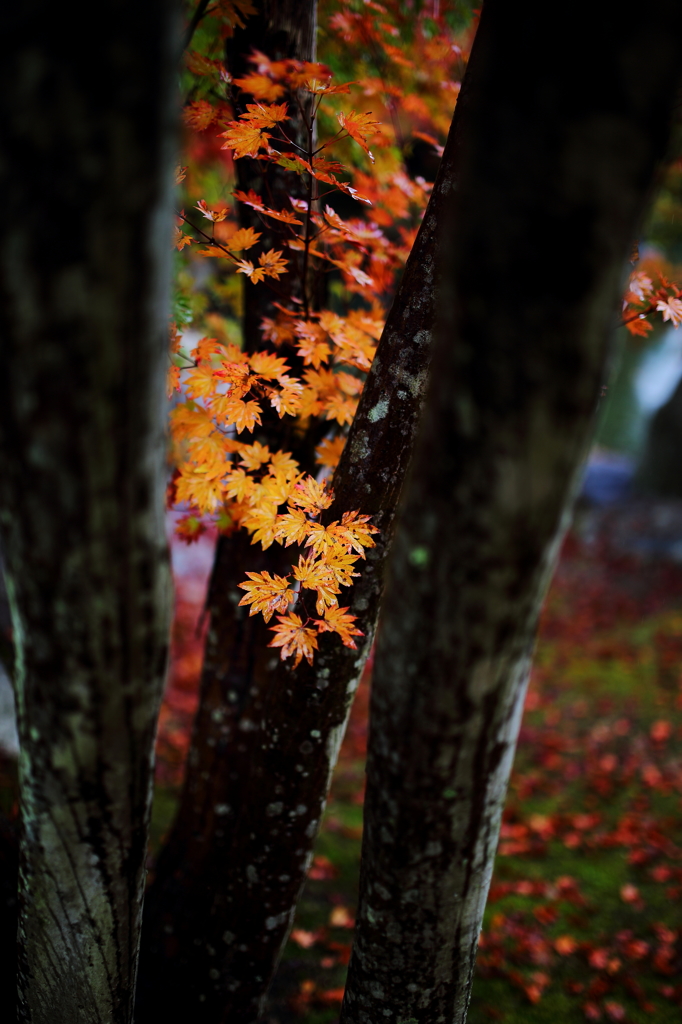 公園の紅葉 1