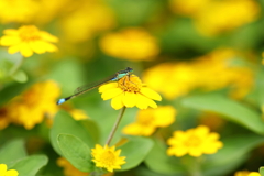 花とイトトンボ