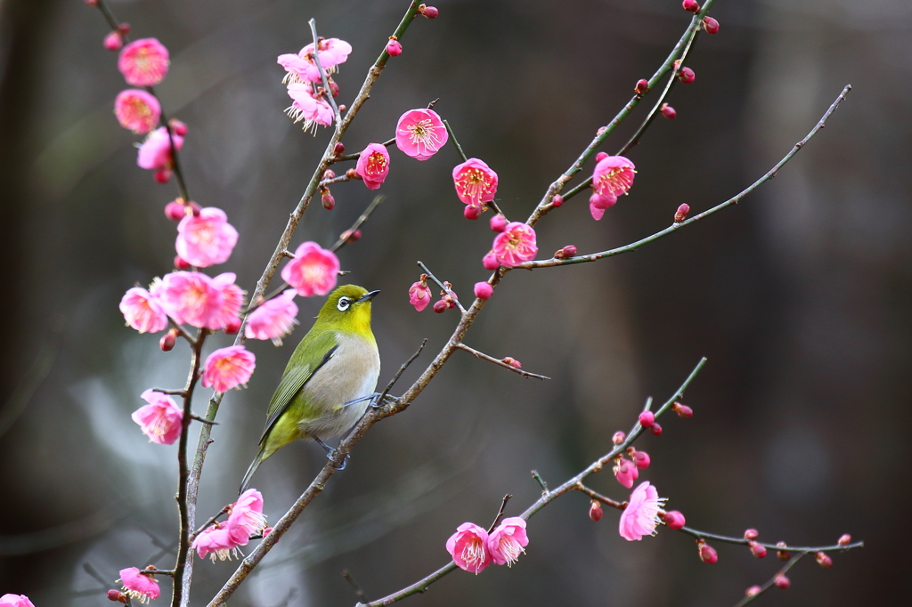 ウメジロー