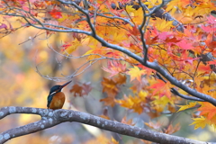 紅葉を見上げて