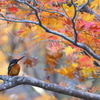 紅葉を見上げて