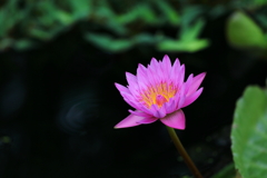睡蓮
