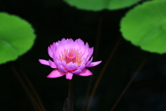 熱帯睡蓮 2