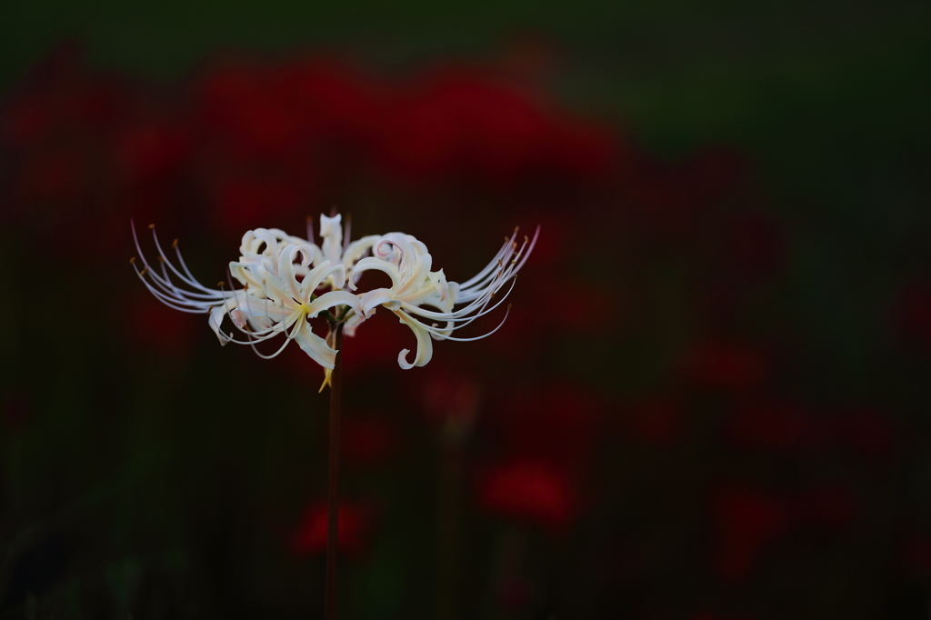 彼岸花（白）