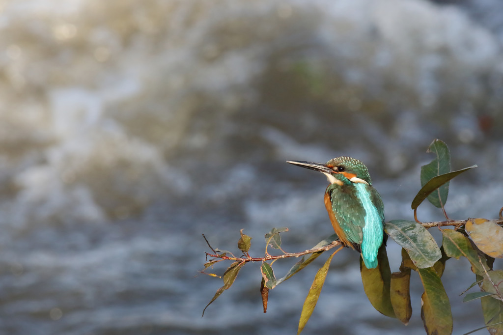 いつもと違う枝やで 2