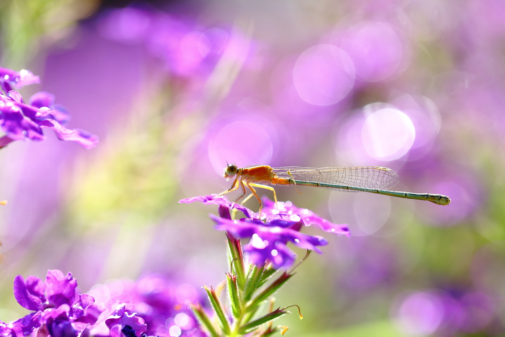 紫の花園