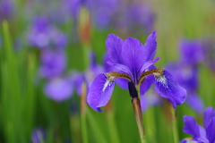 菖蒲の季節