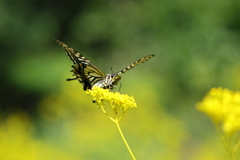 アゲハの吸蜜 3