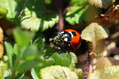テントウ君の捕食