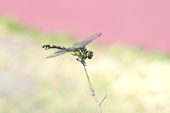 ウチワ君