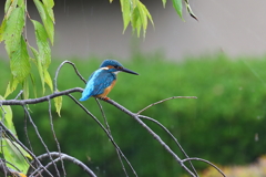 キリット