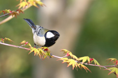 シジュウカラ