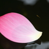 花びらとメダカ