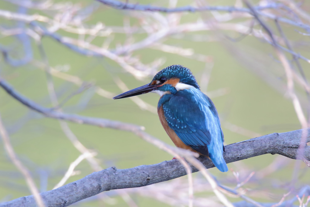 公園のカワセミ　2