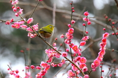 ウメジロー 5