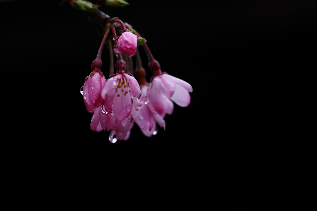 しっとり桜色 2
