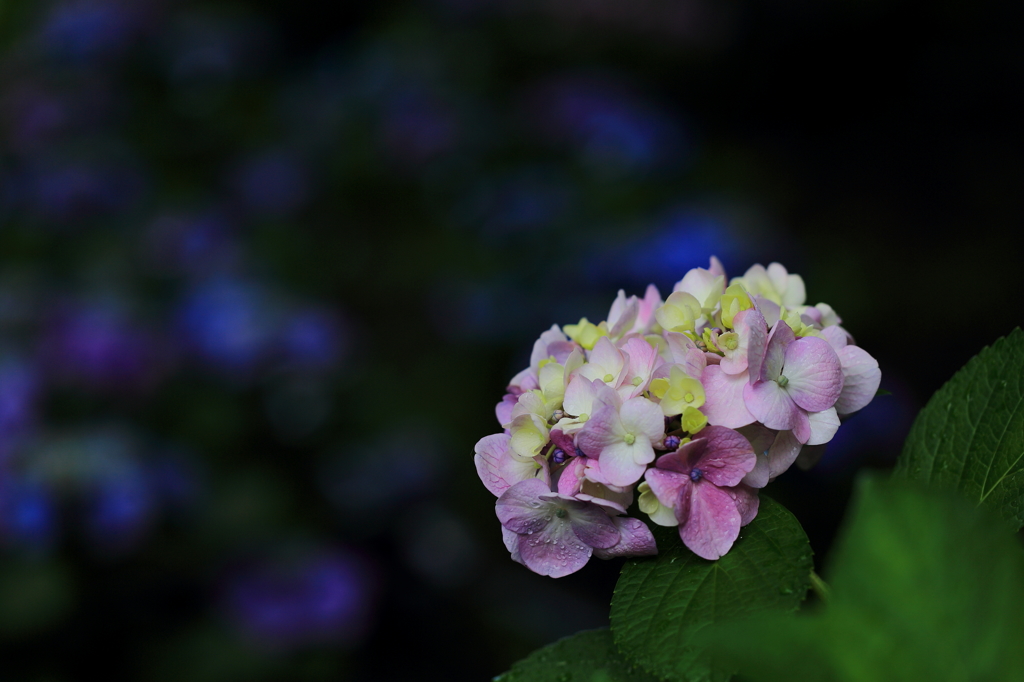 紫陽花 2015-9